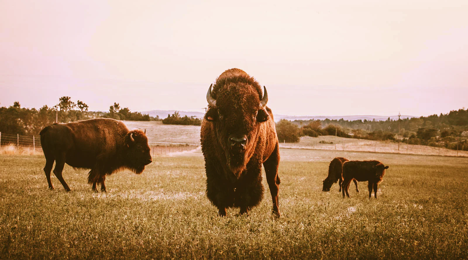 Balade chez les Bisons!