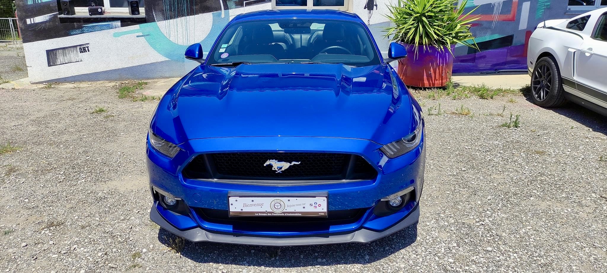 Mustang bleue